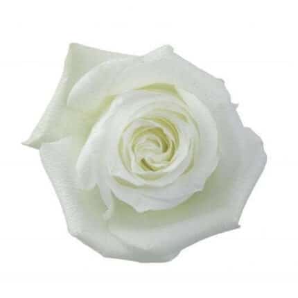 Rose Proud 50cm wely