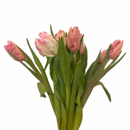 Tulip Cabana Mauve parrot cana