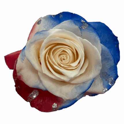 Rose Uncle Sam 50cm florecal