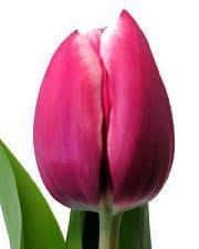 Tulip HotPk Creme v.d.