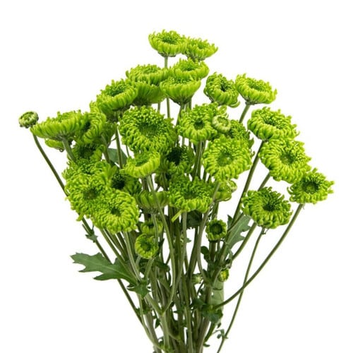 3acd52d6-a15a-4025-8343-e17a2b9f00ee.jpg Pom Alemani rio - Image 1