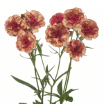 Ranunculus Butterfly Musa fres