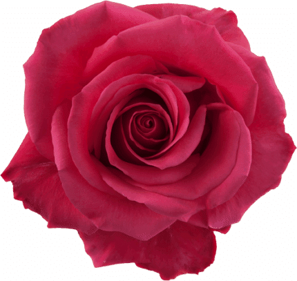 Rose Pink Floyd 60cm rfi