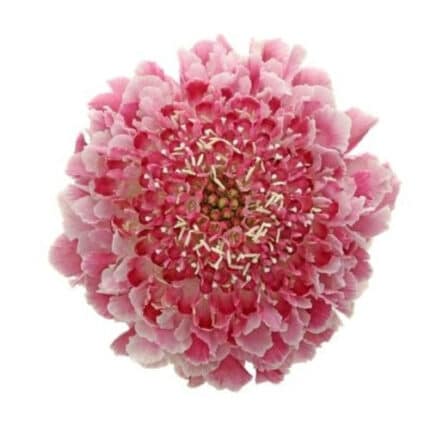 Scabiosa Pink mia