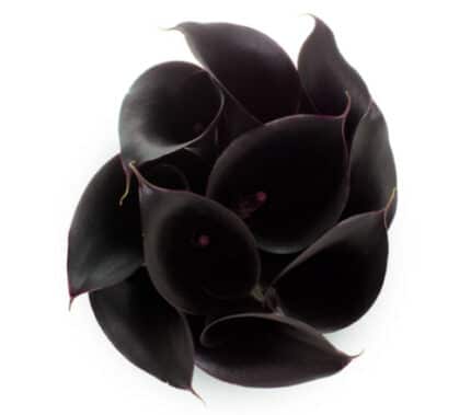 Callas Black Forest sande