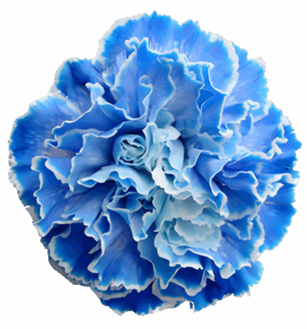 Carn Blue Fancy golden
