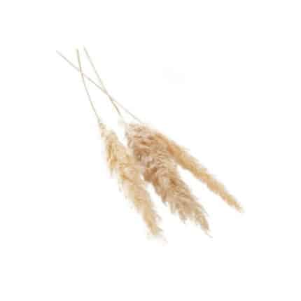 Pampas Grass 47"-53" 3/pk