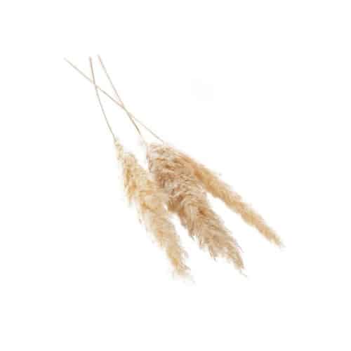 3afba052-2175-48dc-9aa1-71a8f542ae6f.jpg Pampas Grass 47"-53" 3/pk - Image 1