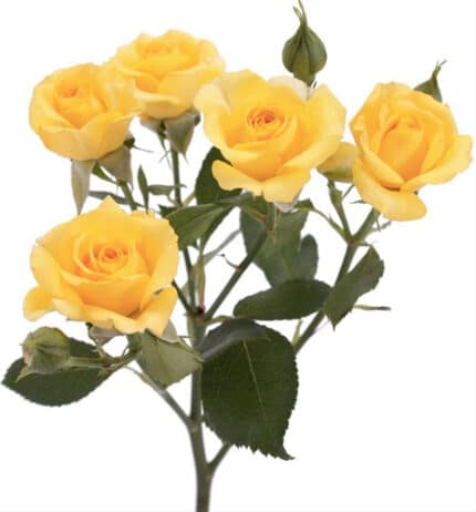 RoseSpray Shine holl(yellow)