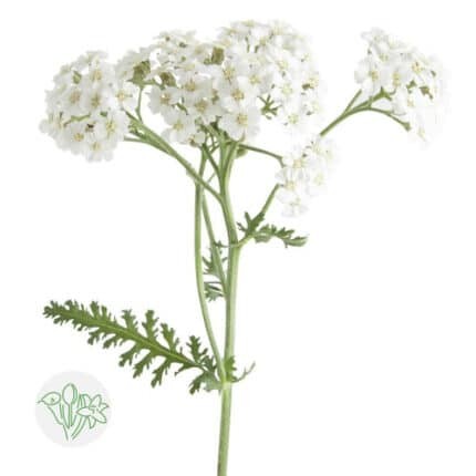 Yarrow White sole