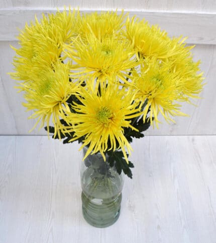 Mum Delistar Saffina florisol