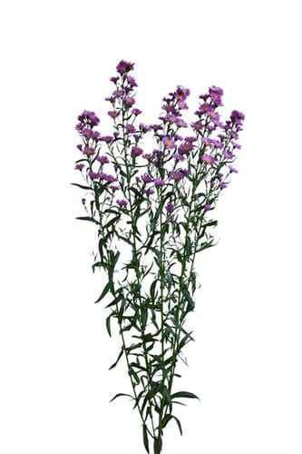 Carnival Aster Pink rio