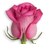 Rose PurpleCezanne 40cm floris