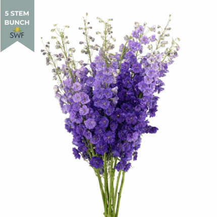 Delph BlackVelvet Elatum(5st)120cm