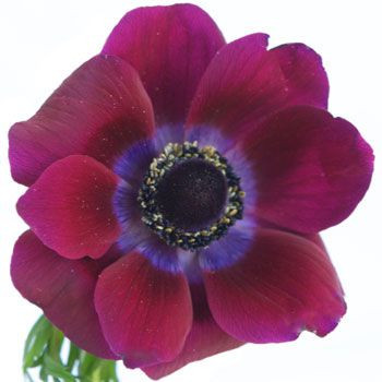Anemonie Eggplant rio