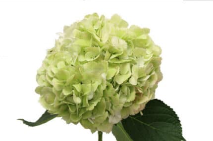 Hydrangea CoralAnt Grn chile(s