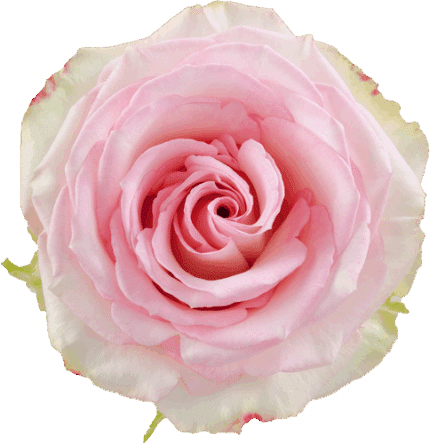 Rose Esperance 60cm sunrite