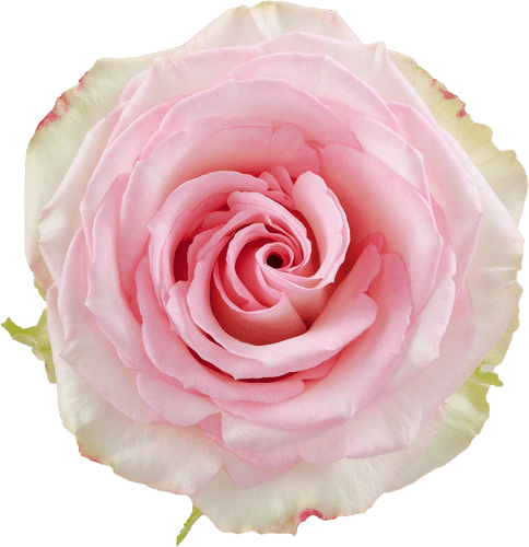 3b25041a-8995-4eb6-b803-5303ba6574db.png Rose Esperance 60cm sunrite - Image 1