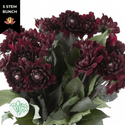Dahlia KarmaChoc holex(5st)