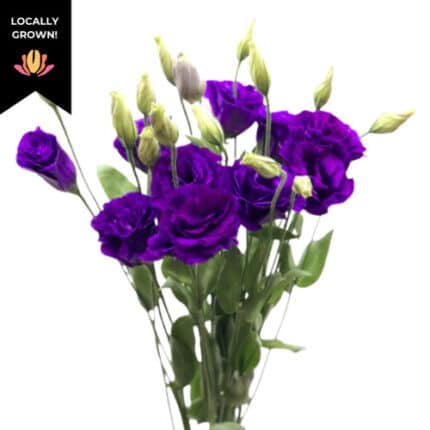 Lissy Purple hendricks