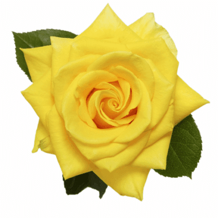 Rose Latina 50cm priv coll rio -