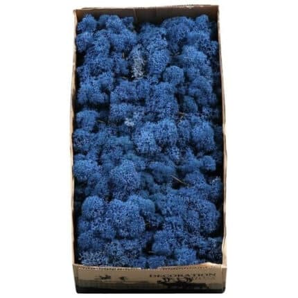 Iceland Moss Preserved Blue ho