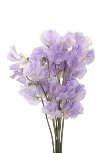 Sweet Pea Emi holex