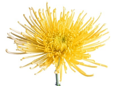 Mum Deli Yellow esmeralda