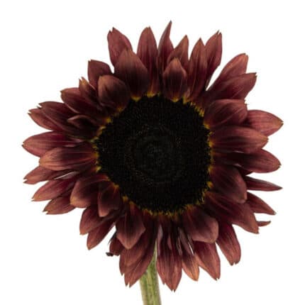 Sunflowers Red holex(5st)