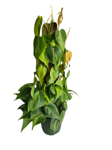 6 " Philo Brasi Pole