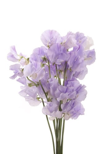 Sweet Pea Lavender with vine h
