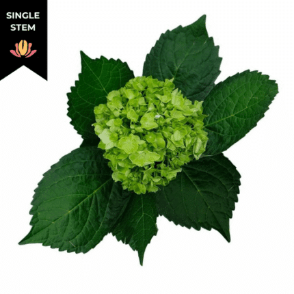 Hydrangea Mini Green hydraflor