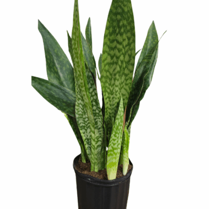 10" Sansevieria Jaboa