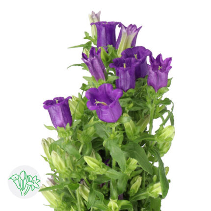 Campunala Purple holl