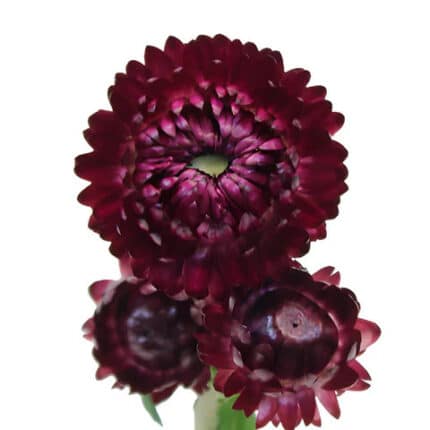 Strawflower Purple holex