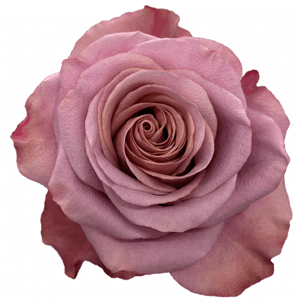 Rose Purple Moon 40cm florecal