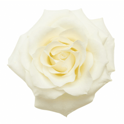 Rose Snowbliss 40cm priv coll