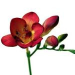 FREESIA red org sv