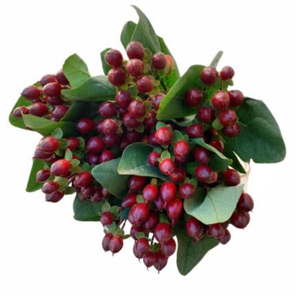 Hypericum Chocolate esmer xtra