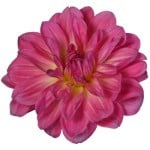 DAHLIA ht pk cramer