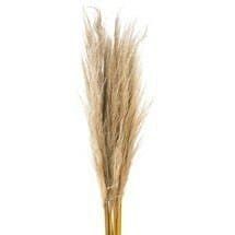 Dried Pampass California Natur