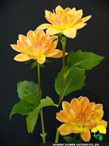 Dahlia peach japanese