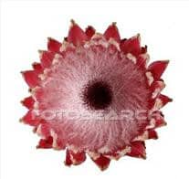 PROTEA queen ov(st)