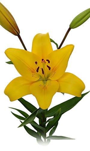 Lily Yellow Diamond s.v.
