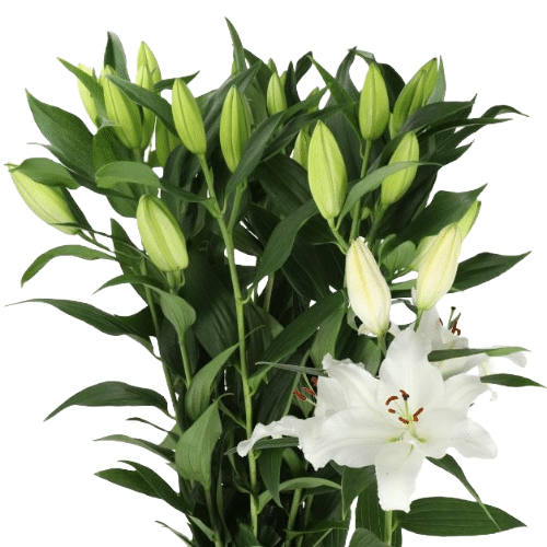 3bceeddd-1b9e-400a-83f4-fc5d6ec88ee3.png Lily Signum holl 3/5 - Image 1