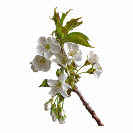 Cherry White seaberry(5st)
