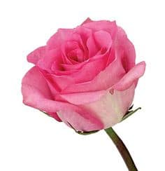 Rose Priceless 70cm rfi