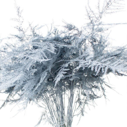 Asparagus Feather Grey holl(25st