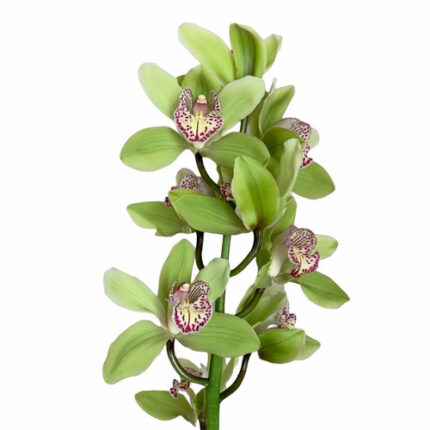Cymbidium Green(10case)by