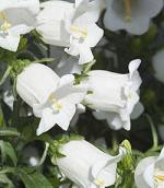 Campanula white  sole